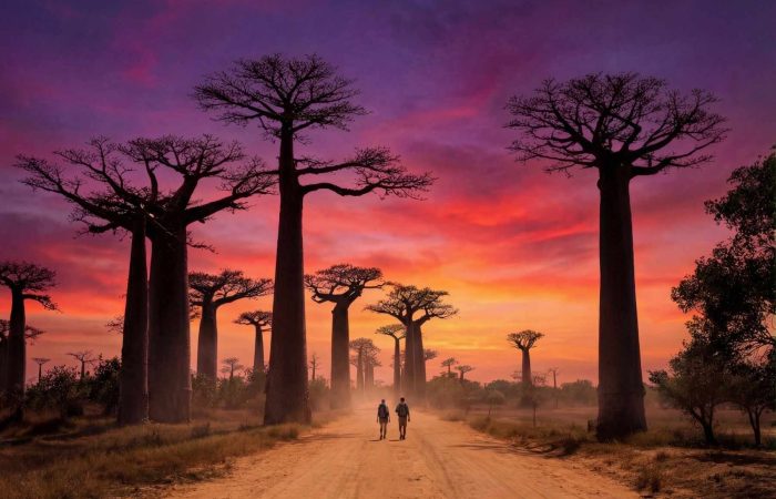 baobabs