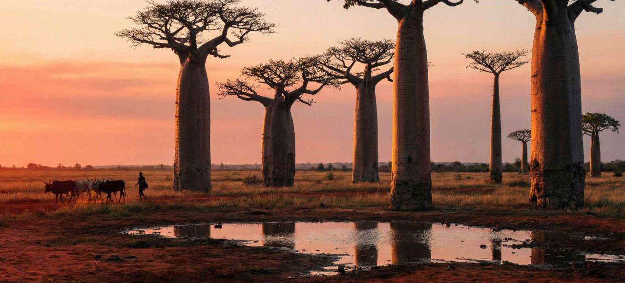 baobabs