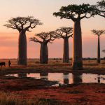 baobabs