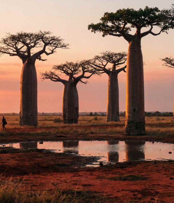 baobabs