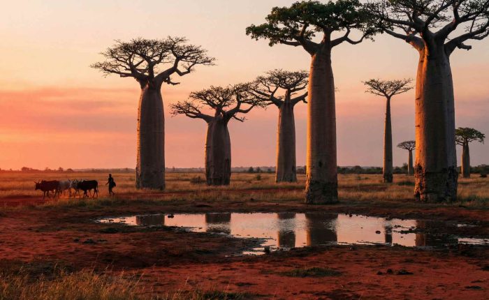 baobabs