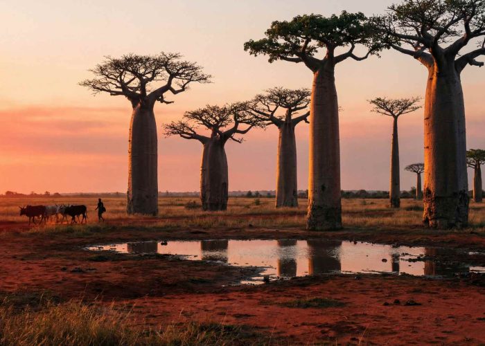 baobabs