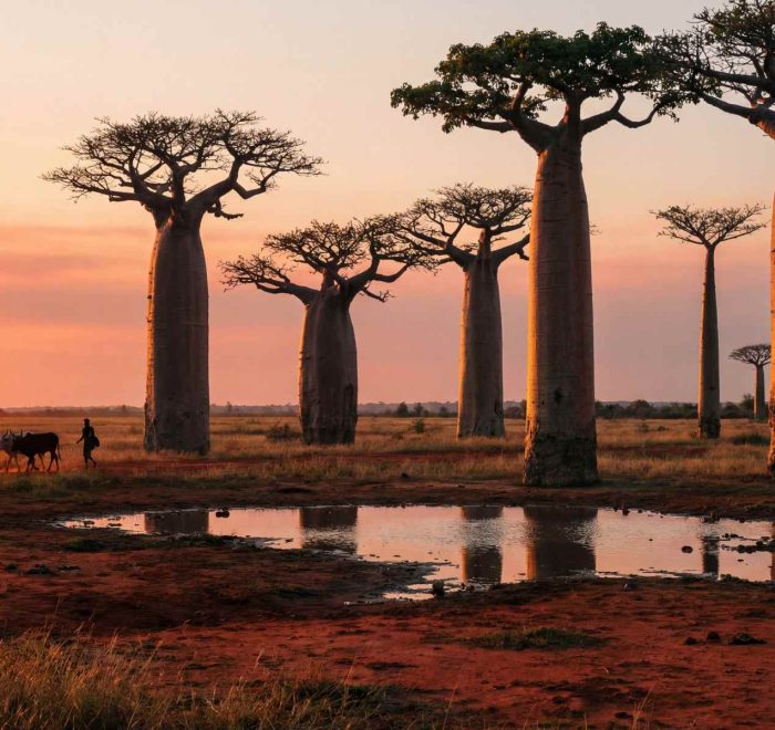 baobabs