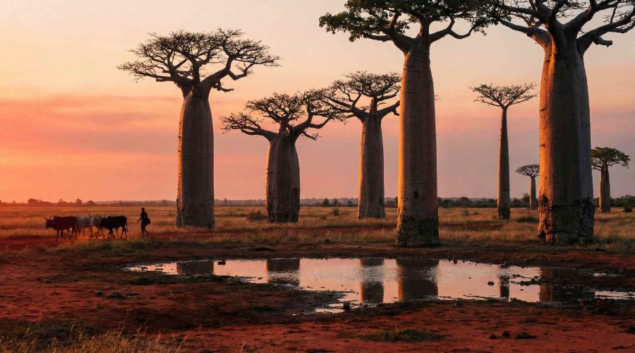 baobabs