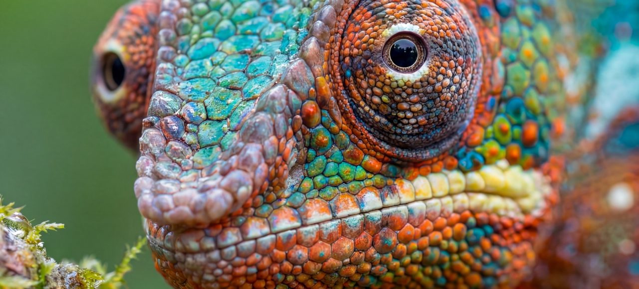 chameleon of Madagascar