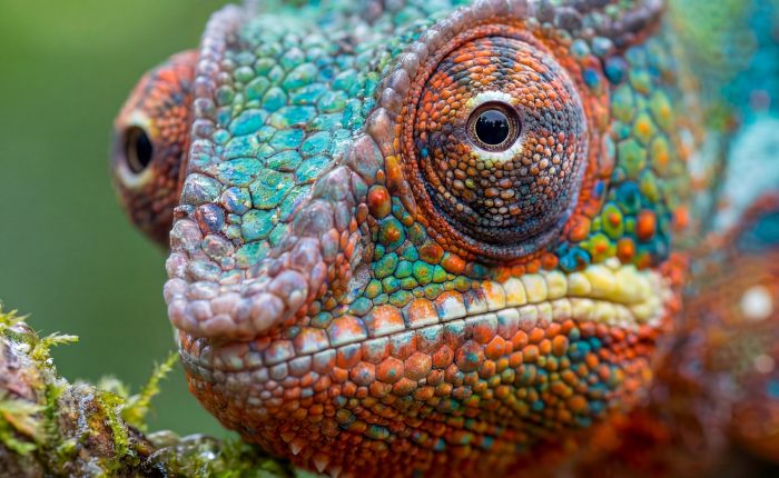 chameleon of Madagascar