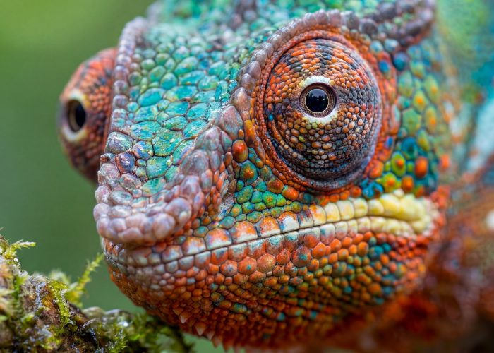 chameleon of Madagascar