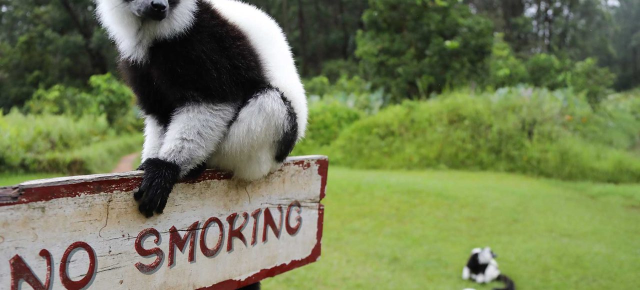 andasibe vakona lemur island