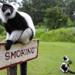 andasibe vakona lemur island