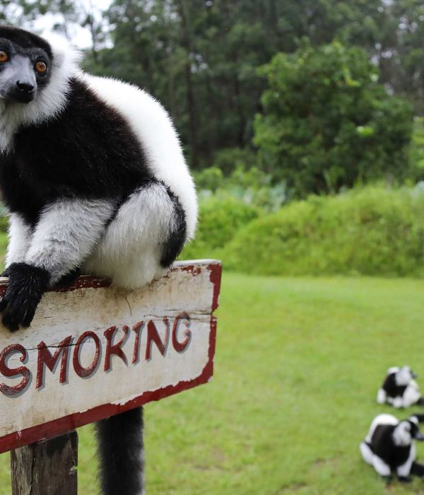 andasibe vakona lemur island