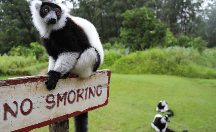andasibe vakona lemur island