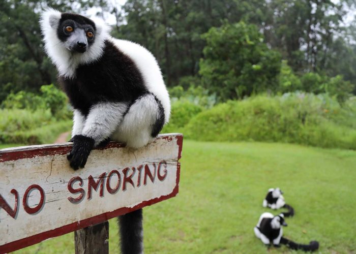 andasibe vakona lemur island
