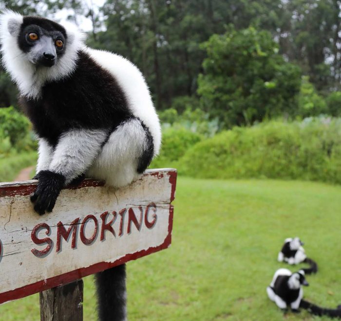 andasibe vakona lemur island