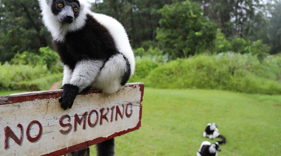 andasibe vakona lemur island