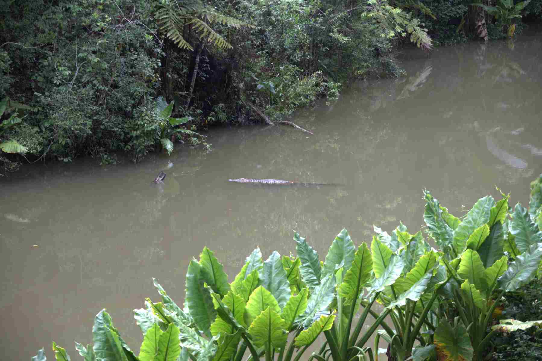 Andasibe Crocodile Valley